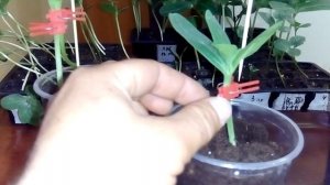 Прививка арбуза на лагенарию способом(в укол. язычком.и в приклад)