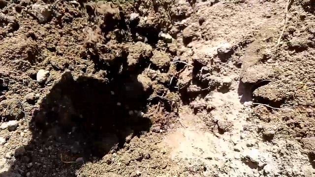 Высаживаем в открытый грунт тыкву Веселые ребята и кабачок ассорти смотреть онлайн