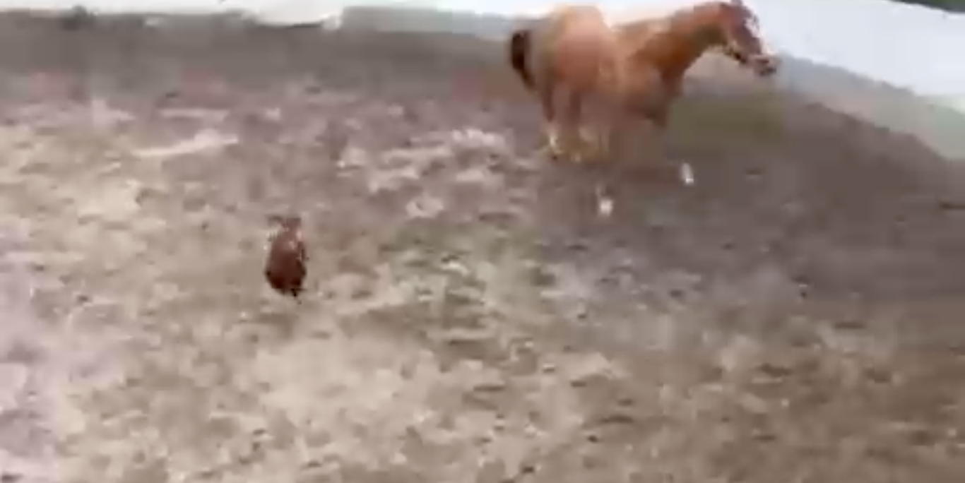 чего встал? двигай копытами смотреть онлайн