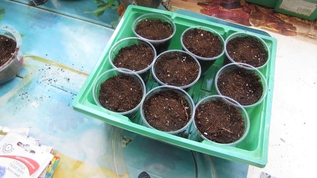 ВАЖНО ! СТАТИЦА ! КАК и СКОЛЬКО сажать ! смотреть онлайн