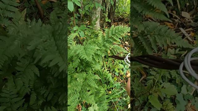 Находка, чистим природу от металла! смотреть онлайн