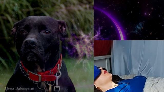 Надо ли стерилизовать собаку? Для собаки это предательство. Отрывок сеанса гипноза #гипноз #собака смотреть онлайн