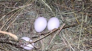 Куры несушки породы Декалб Уайт.