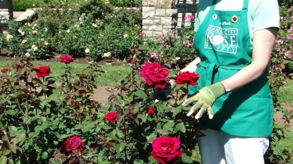 Mr Lincoln, Hybrid Tea Rose