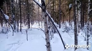 Охота на волка март 2021. Взгляд из загона!!! Часть 2./Wolf hunting. March 2021.