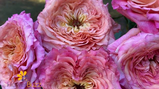 Rose Ashley Spirit смотреть онлайн