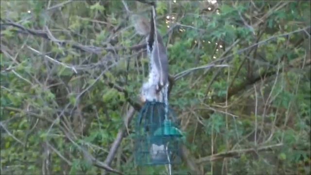 Squirrel Impossible!! смотреть онлайн