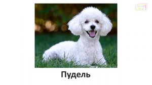 Учим породы собак (часть 11) \ карточки домана\ Learning dog Breeds (Part 11)\ Doman cards