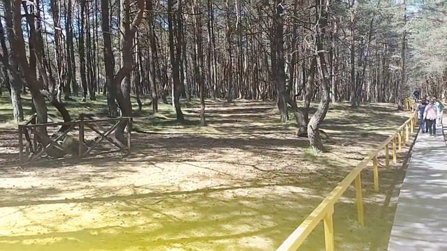 Деревья умирают стоя Музыка и исполнение - Наталья Зенкова Стихи - Светлана Михайлова смотреть онлайн