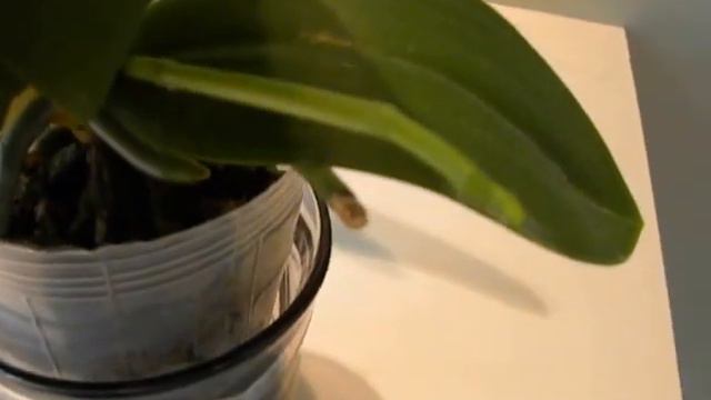 Phalaenopsis aphrodite in spike . смотреть онлайн