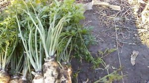 Петрушка корневая. Сбор урожая.