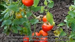 Томат Дачник