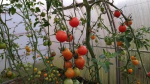 О помидорах и препарате Превикур Энерджи ?