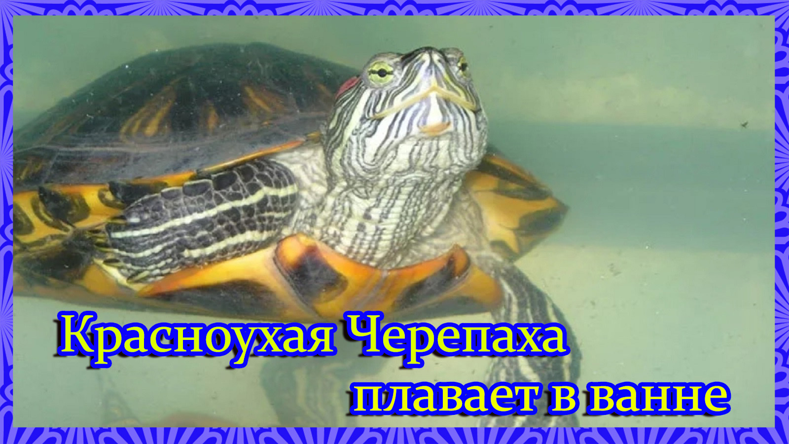 Красноухая черепаха купается в ванне. смотреть онлайн