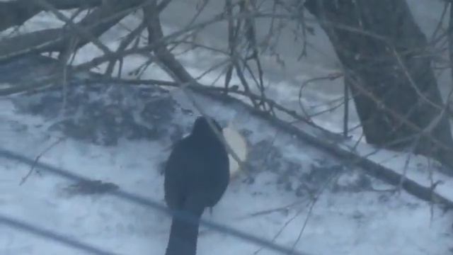 Черный дрозд под окном ест хлеб смотреть онлайн