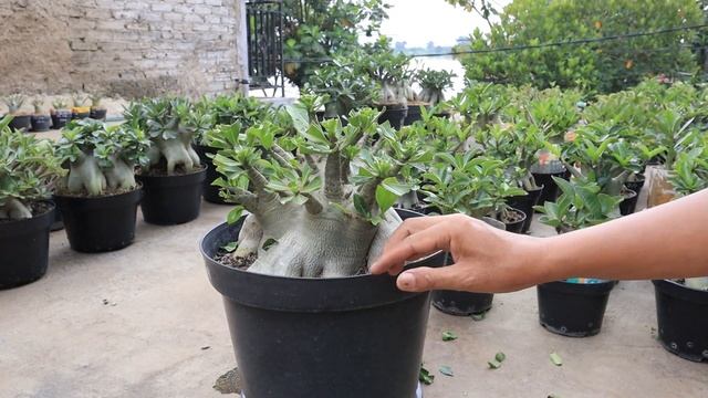 Forget FERTILIZER , Pay Attention to This When Caring for Adenium Arabicum Plants Desert Rose Bonsa смотреть онлайн