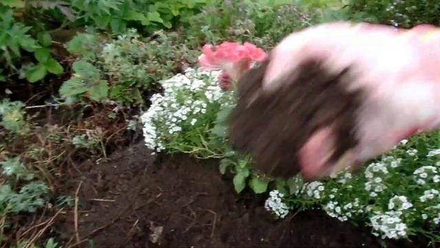 АЛЬПИЙСКАЯ ГОРКА своими руками.Что растет и что посадить? Многолетники и однолетники смотреть онлайн