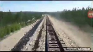 Поезд сбил медведя!