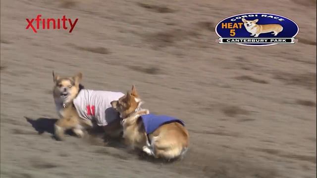 Canterbury Park Corgi Dog Races 7-29-17 смотреть онлайн