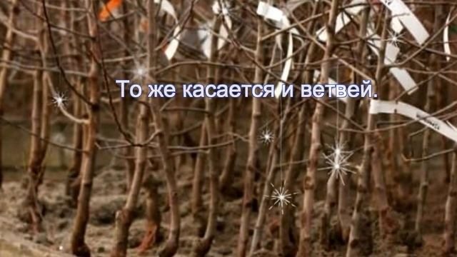 Яблоня . Как выбрать саженец смотреть онлайн