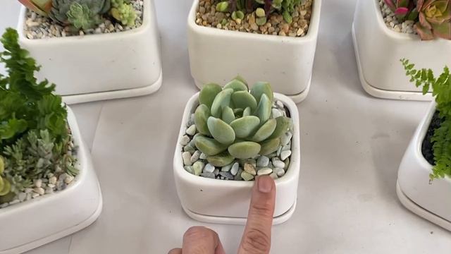 Succulent Arrangements for Weddings and Events смотреть онлайн