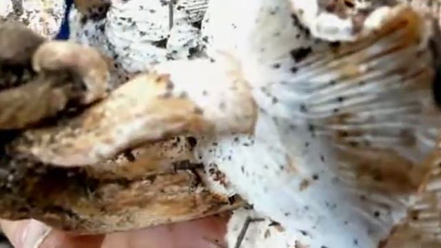 Tricholoma sp смотреть онлайн