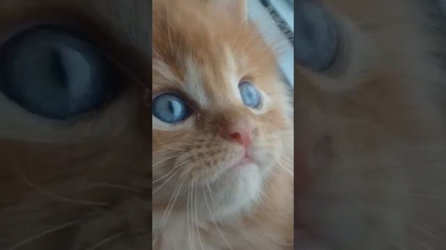 Детки кота Джокера.Котенок мейн кун,возраст 1 месяц . Милота смотреть онлайн