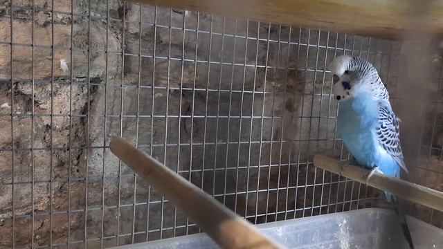 волнистый получех смотреть онлайн