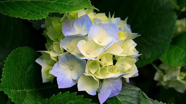 Saxophone смотреть онлайн