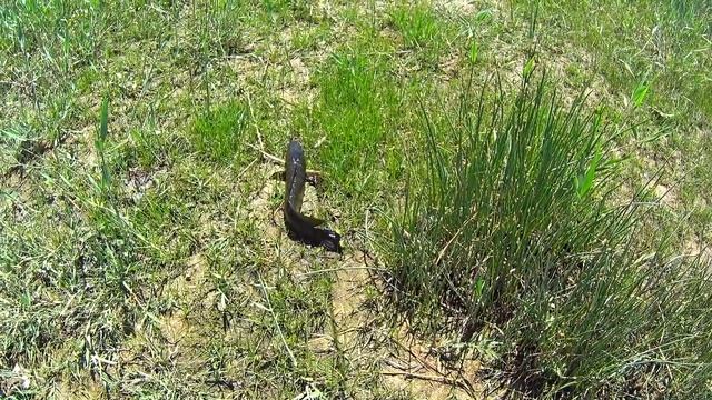 Змееголов после нереста. Выезд 26 мая 2018 года / Spring Snakeheads смотреть онлайн