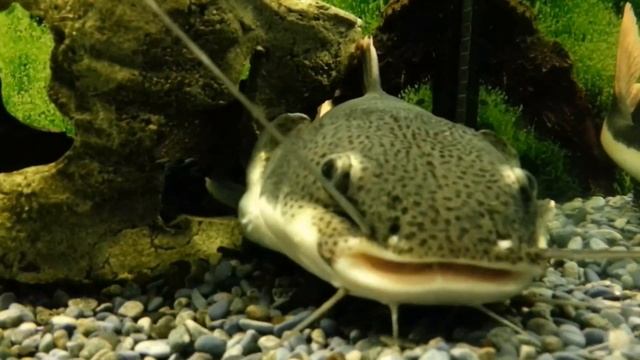 Красивый сомик! Сом краснохвостый ( фрактоцефалус ) смотреть онлайн