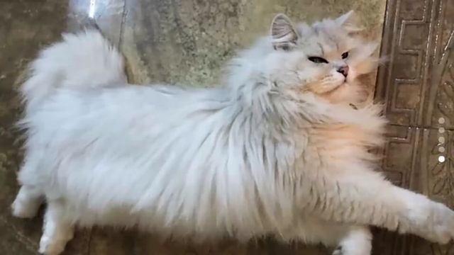Волочкова сделала из мертвого кота чучело и поставила его в своей спальне