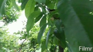 Абрикос сорт Мелитопольский ранний...