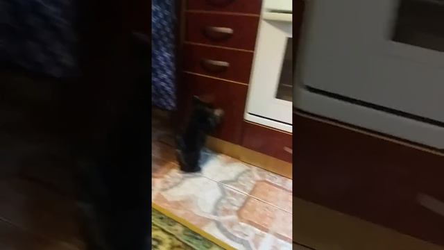 Охотник почуствовал мясо 🙂😚🤗 смотреть онлайн