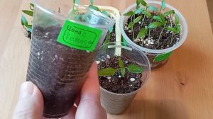 Перец взошел и не растет. Что делать?