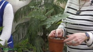 Сезон размножения. Папоротник давалия посадка черенков.