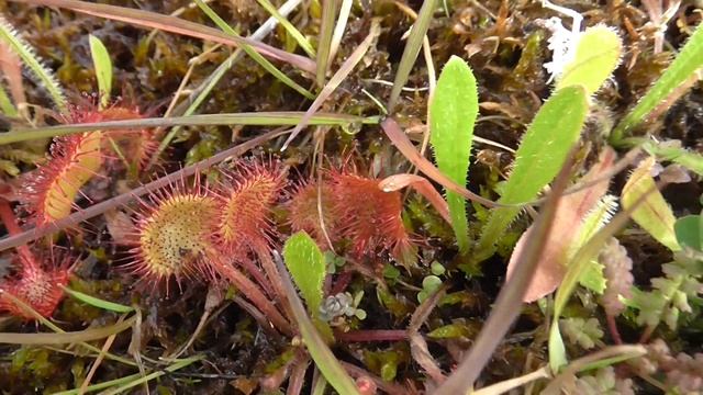 Ronde Zonnedauw - Drosera Rotundifolia