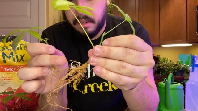 Money Tree: Propagation and Care Guide for Beginners (Pachira aquatica) смотреть онлайн