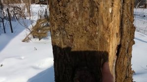 Морозобоины на плодовых деревьях. Причини и как их предотвратить.