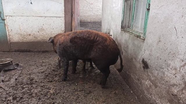 Осеменения свиней естественным путём || Поросята Поросятки