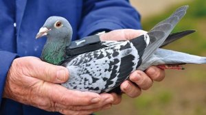 Музей для детей - ПОЧТОВЫЕ ГОЛУБИ.