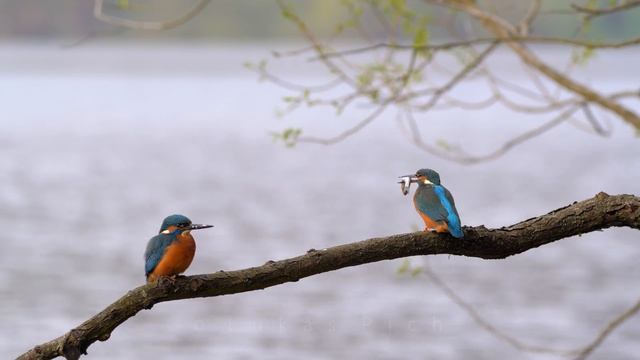 Mating Birds – Common Kingfisher (Alcedo Atthis)