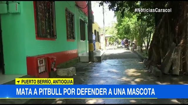 Hombre mató a pitbull por defender a perro criollo en Puerto Berrio смотреть онлайн