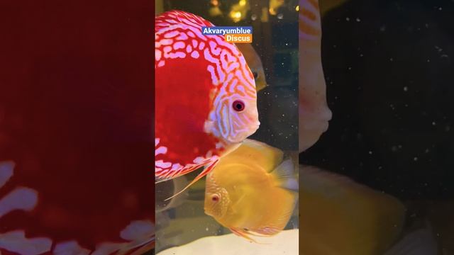 Discus - #shorts #discus #animals #animallover #fish #balık смотреть онлайн
