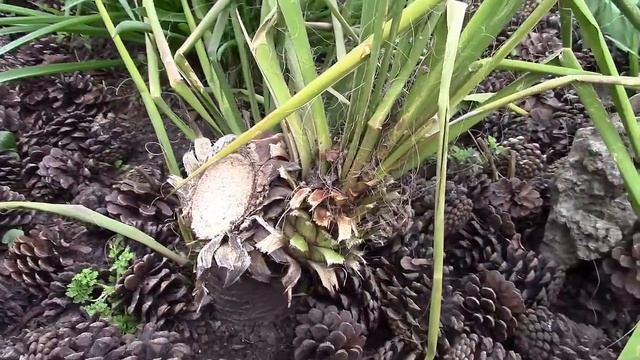 Юкка садовая.  Как посадить? Причина посадки юкки.