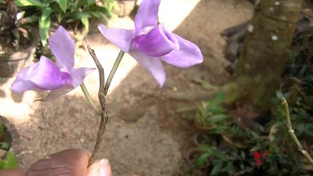 Orchid And Anthurium Flower Nursery At Balangoda