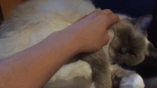 SWEET CAT 😻❤️ RAGDOLL 3 years old смотреть онлайн
