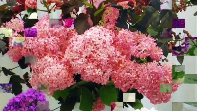 Флоксы в Москве смотреть онлайн