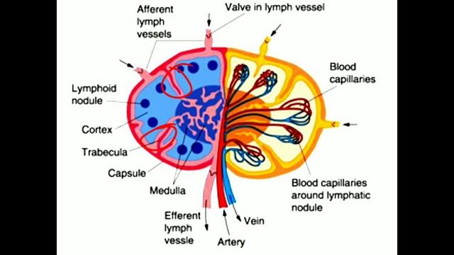 Lymphatic System (Part 2), Lumph Nodes, Structure of Lymph Node, Explained in Hindi, Jibi Sebastian смотреть онлайн