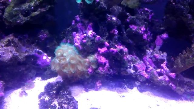 Мягкие кораллы, примитивные водные животные смотреть онлайн